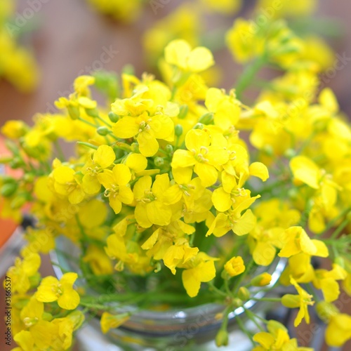 Photo: Raps, Blüten Raps, Blüten