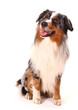 Australian shepherd