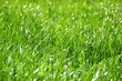 Gras