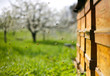 Bienen vor ihrem Bienenstock in einer Obstwiese