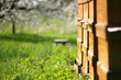 Bienenschwarm vor ihrem Stock in einer Obstwiese