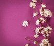 Spring Blossom over pink background