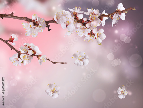 Photo: Spring Blossom Design Spring Blossom Design