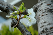 Sakura, Cherry Blossom