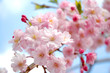 Sakura, Cherry Blossom