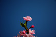 Sakura, Cherry Blossom
