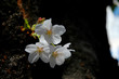Sakura, Cherry Blossom
