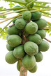 Papaya tree