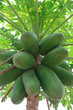 Papaya tree close