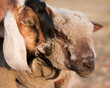 Goat and sheep showing affection Goat and sheep showing affection