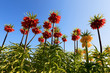 Photo: Fritillaria imperialis, Fritillaria imperialis,