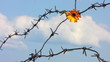 The Flower and barbed wire.