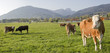 kühe in oberbayern mit bergen im hintergrund