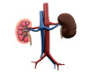 3d rendered medical illustration of the human kidneys 3d rendered medical illustration of the human kidneys