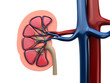 3d rendered medical illustration of the human kidney 3d rendered medical illustration of the human kidney