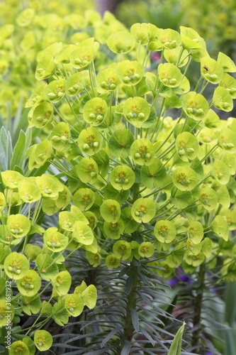 Photo: Euphorbia Euphorbia