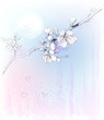 cherry blossoms in full bloom