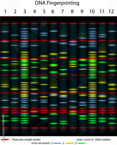 Vector: DNA fingerprinting, scientifically accurate,eps8 DNA fingerprinting, scientifically accurate,eps8