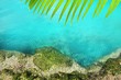 cenote mangrove turquoise water Mayan Riviera