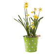 Foto: Daffodils Daffodils