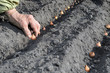 planting the onion
