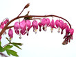 Tränendes Herz - Lamprocapnos spectabilis