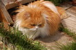 perserkatze perserkatze