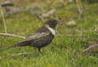 Turdus torquatus, ring ouzel