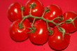 tomaten auf roten hintergrund tomaten auf roten hintergrund