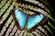 Common Blue Morpho Butterfly