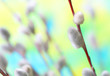 Close-up of  pussywillows