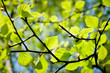 Vert tendre