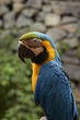 parrot portrait