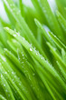wet green