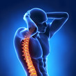 Human x-ray spine front view Human x-ray spine front view