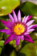 Wate lily on pond