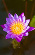 Wate lily on pond