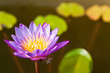 Wate lily on pond