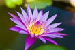 Wate lily on pond
