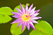 Wate lily on pond