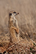 Meerkat