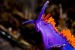 Flabellina iodinea (Spanish shawl) Flabellina iodinea (Spanish shawl)