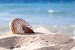 nautilus shell on a beach sand, against blue sea nautilus shell on a beach sand, against blue sea