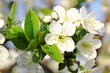 Apfelblüte