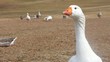 White goose closeup
