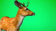 Male White Tail Deer Antler on Green Screen Male White Tail Deer Antler on Green Screen