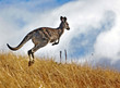 Kangaroo