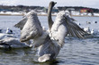 young  whooper swan in the river spreads wings