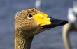 Portrait of  young whooper swan (close up)