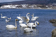 whooper swan at island Sakhalin coast